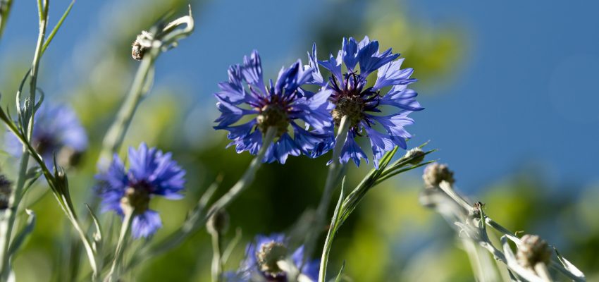 flora-orosz-9gGKbR0TLG0-unsplash
